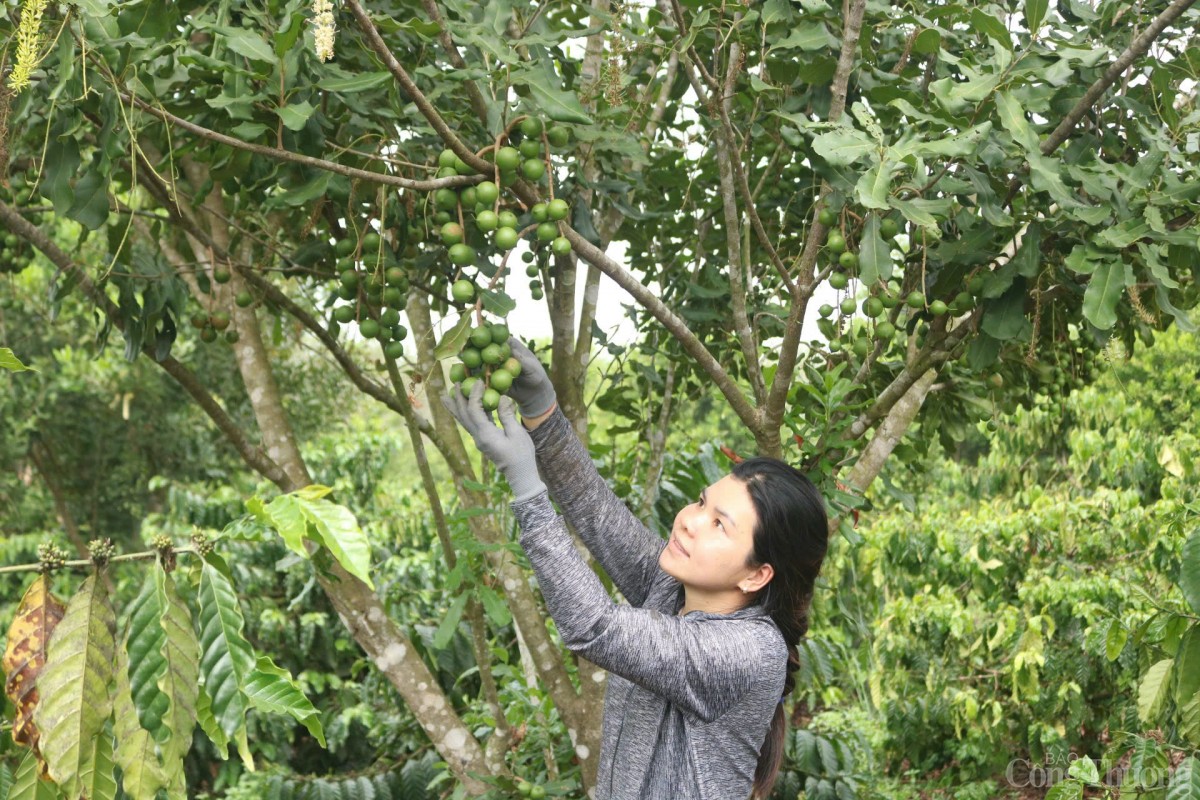 trồng cây xen canh