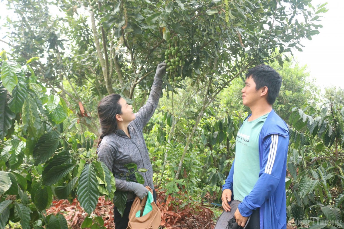 trồng cây xen canh