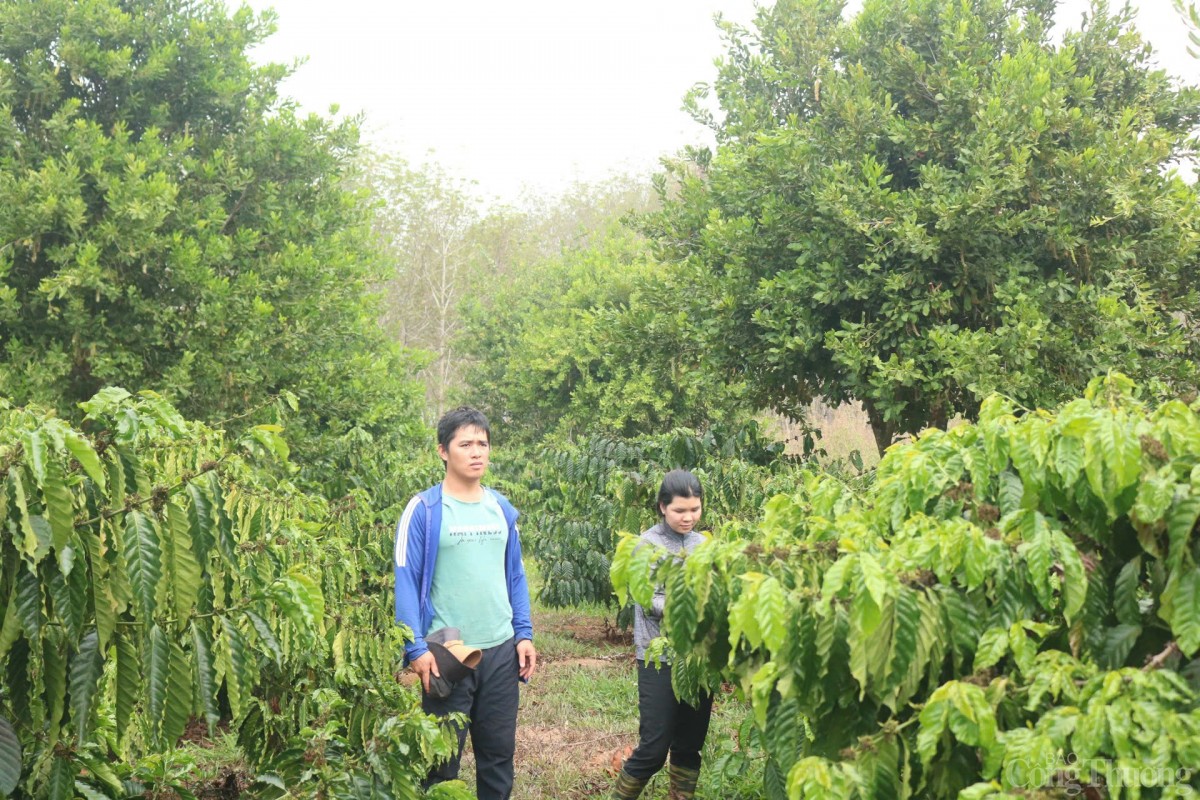 trồng cây xen canh