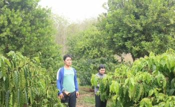 Xen canh thông minh, nông dân Kon Tum thu lợi kép