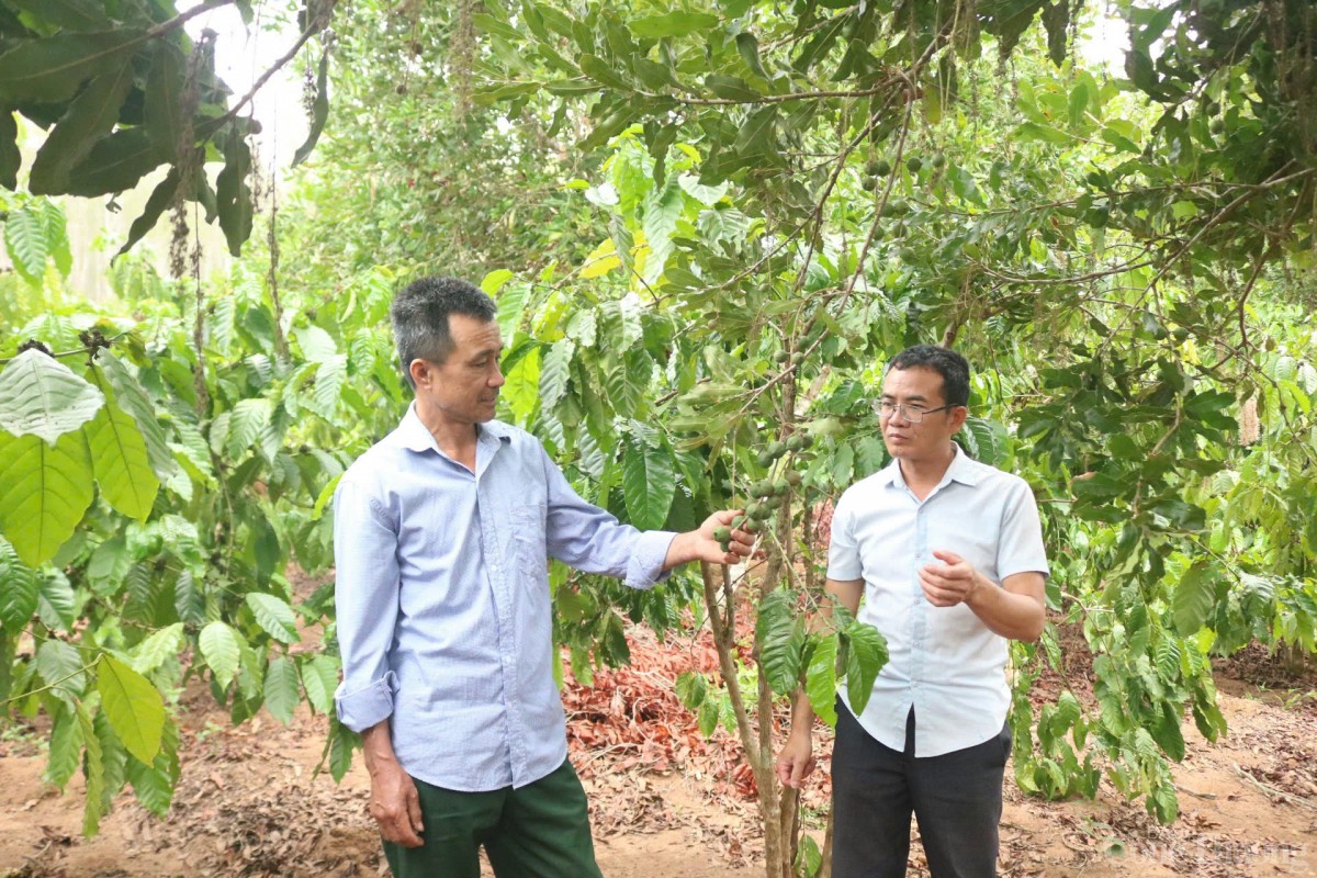 trồng cây xen canh