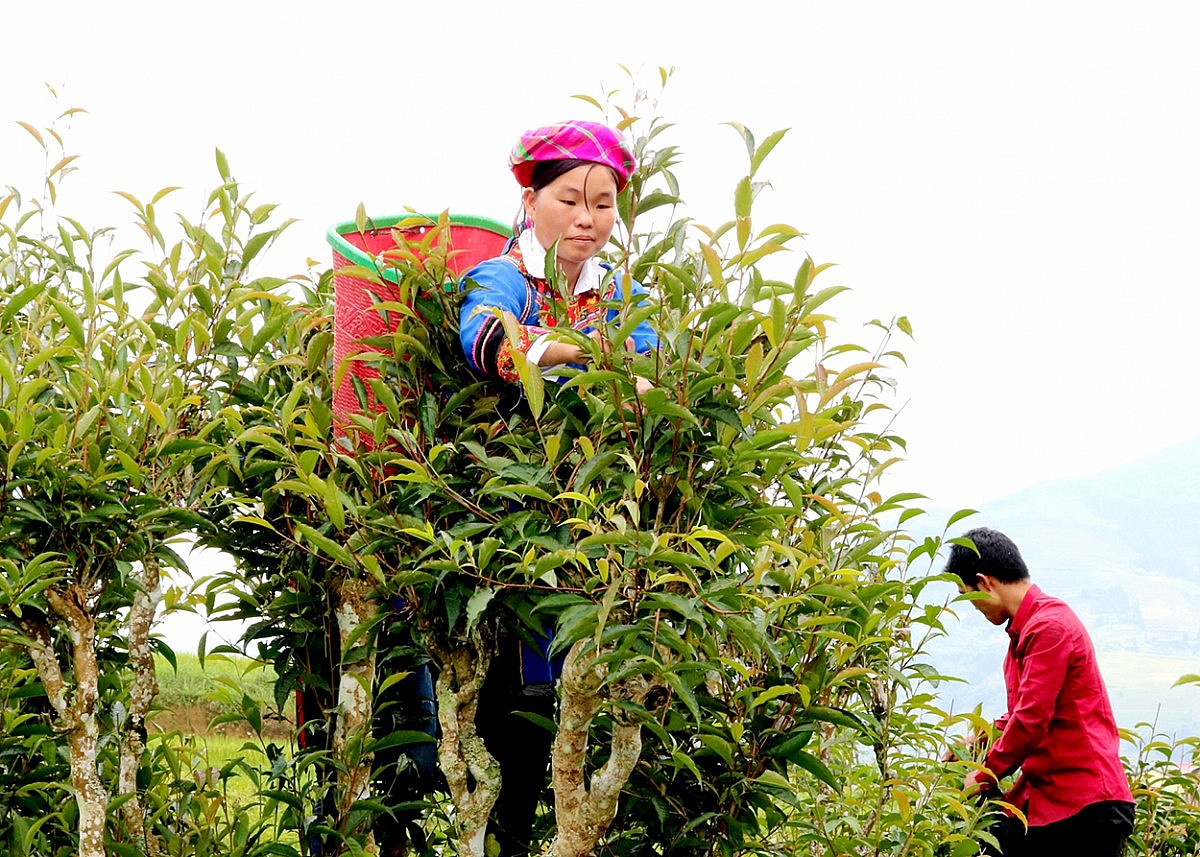 Hà Giang mở rộng ‘cánh cửa thị trường’ cho sản phẩm vùng cao