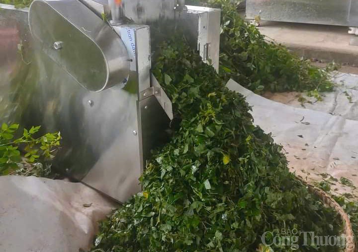 Người Cơ Tu thoát nghèo nhờ chè dây Ra Zéh Người Cơ Tu thoát nghèo nhờ chè dây Ra Zéh