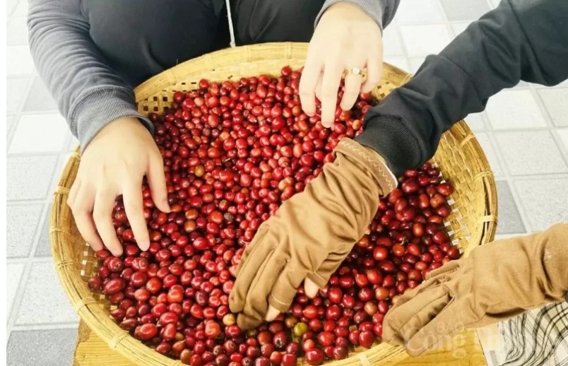 Giá cà phê xuất khẩu chịu sức ép do đồng USD tăng Giá cà phê xuất khẩu chịu sức ép do đồng USD tăng