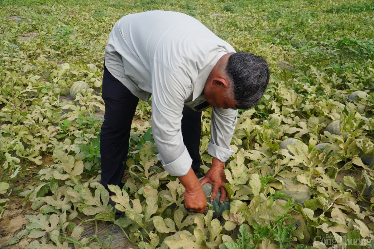 Dù giá dưa thấp hơn so với cùng kỳ, tuy nhiên, nhờ năng suất, chất lượng vượt trội, dưa hấu Trường Định vẫn luôn được ưu tiên thu mua