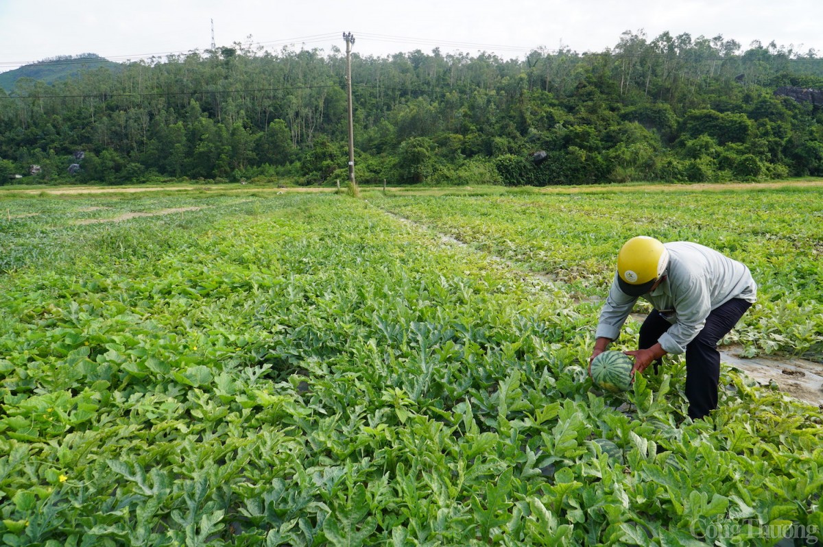 Dưa hấu Trường Định - vùng dưa nổi tiếng về chất lượng của thành phố Đà Nẵng được mùa
