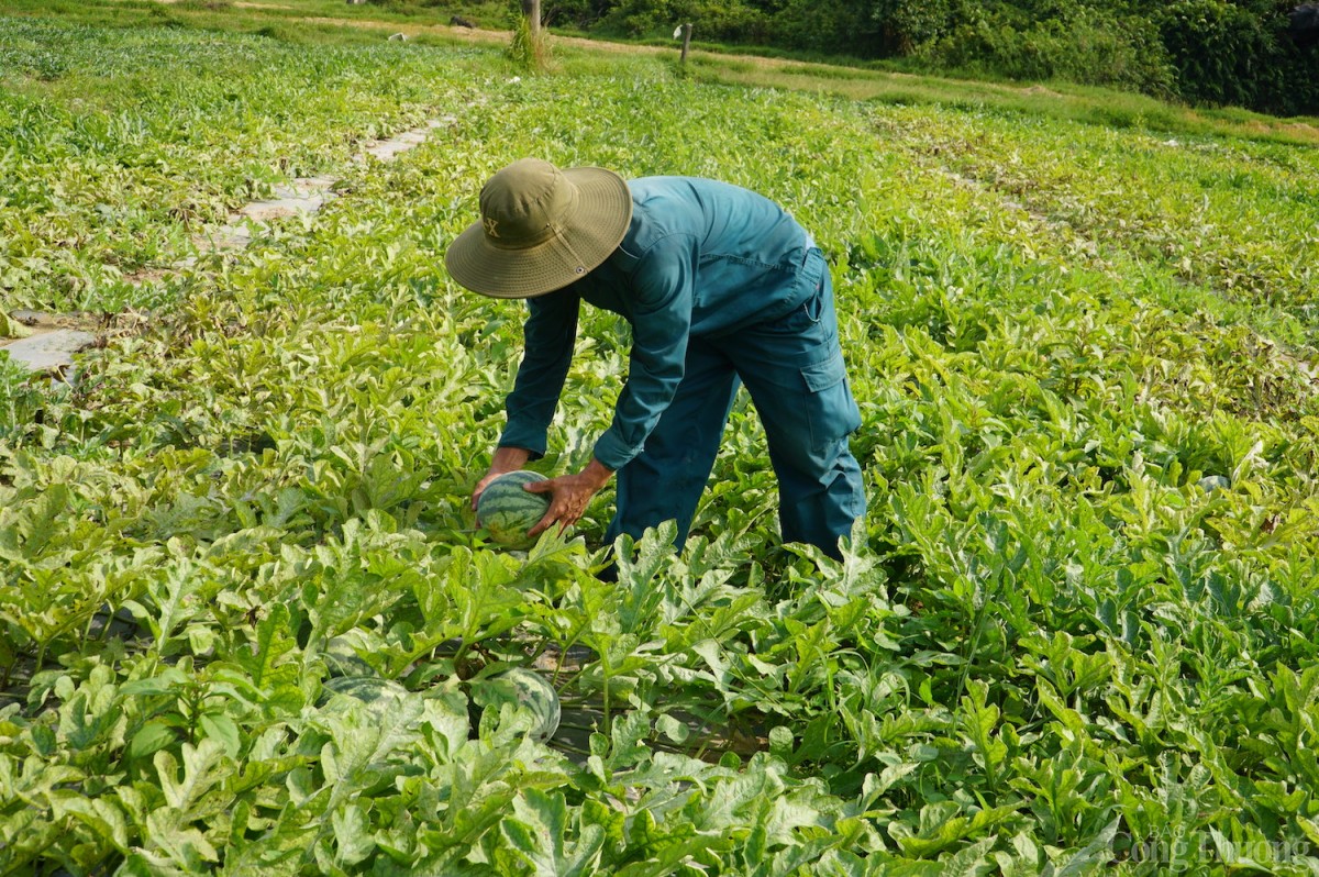 Toàn thôn Trường Định có khoảng 50 ha trồng dưa hấu 