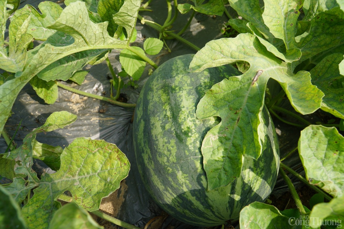Năm nay dưa hấu được mùa, cho năng suất và chất lượng tốt