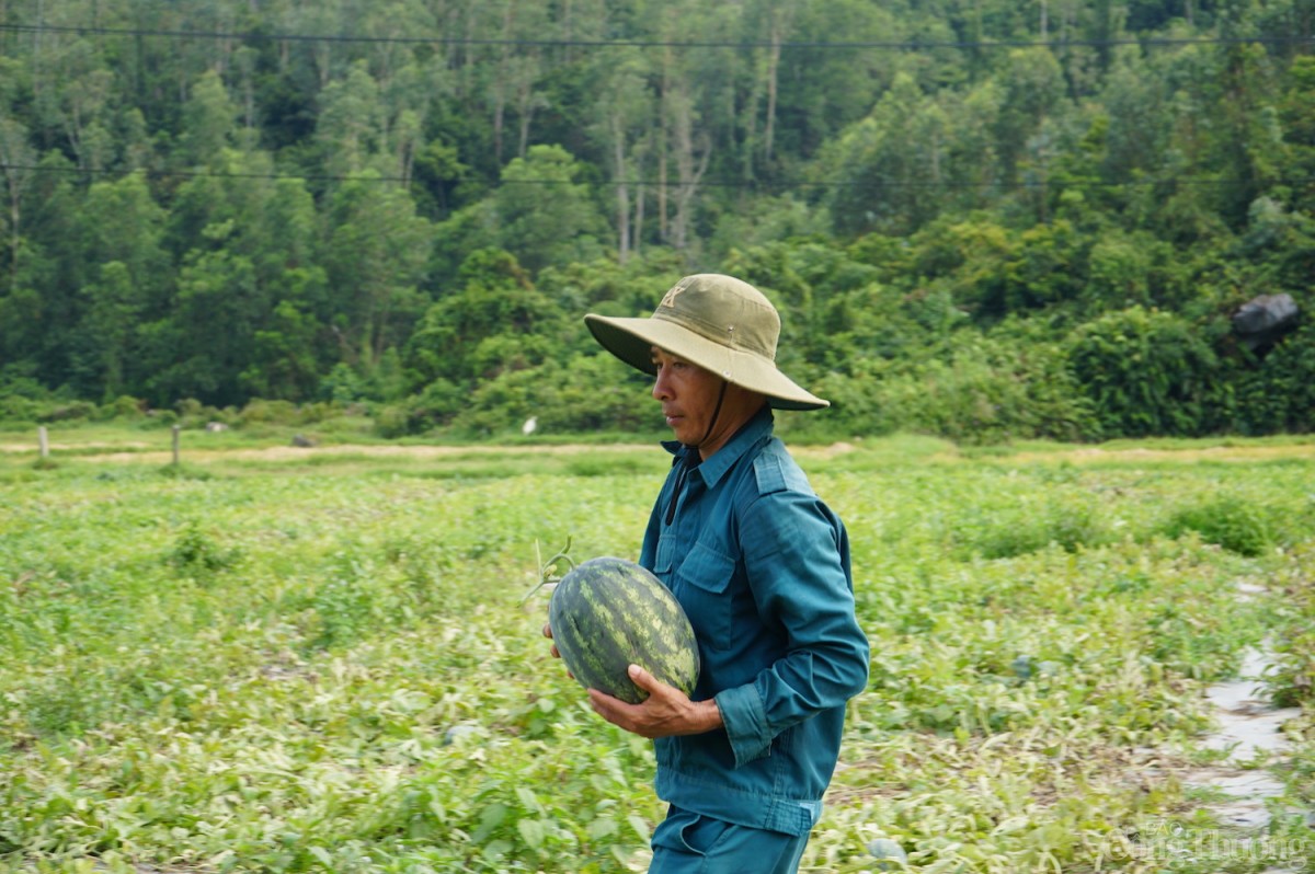 Dưa hấu Trường Định nổi tiếng là ngọt, giòn, nhiều nước
