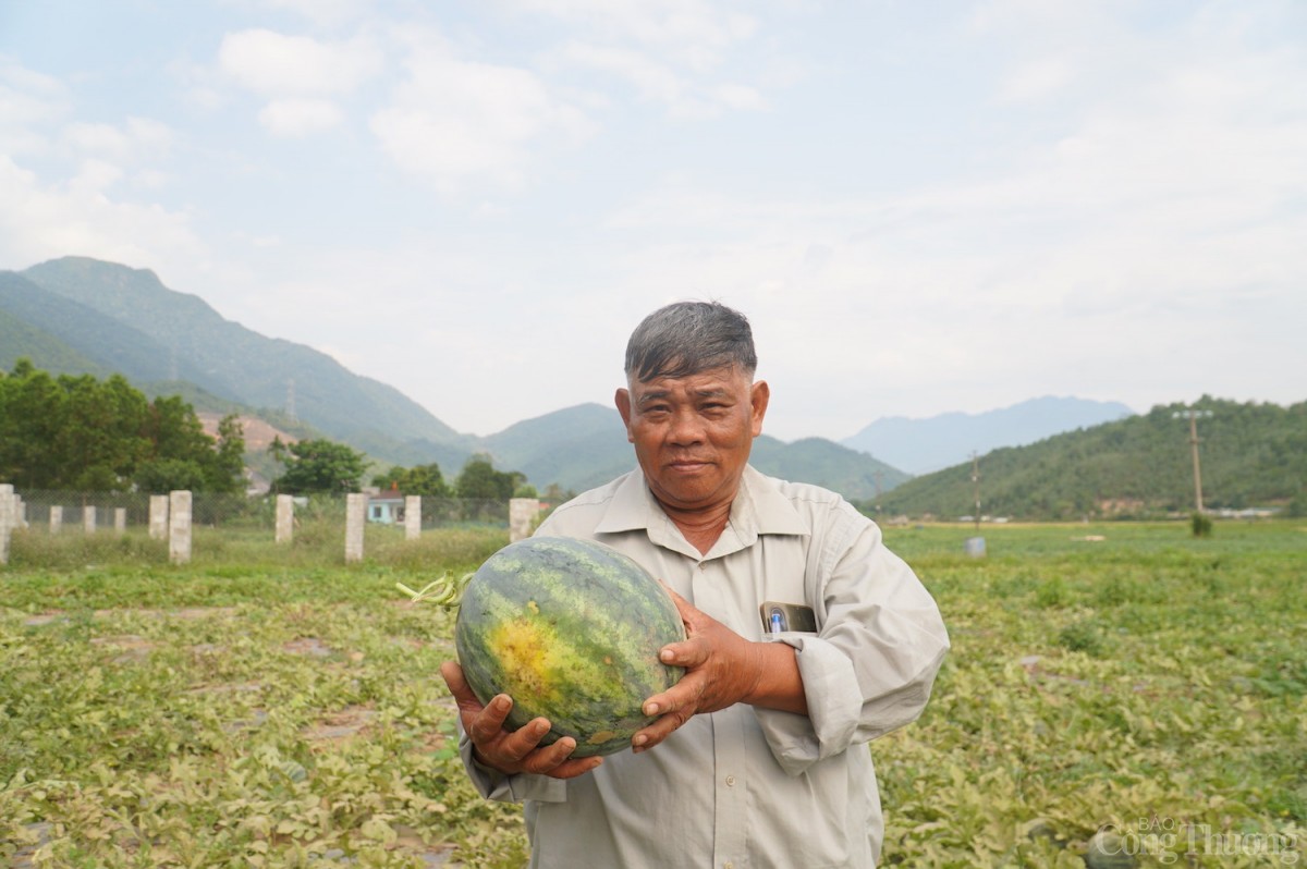 So với nhiều địa phương trong cả nước mất mùa hoặc mất giá, năm nay, các hộ dân Trường Định được mùa dưa ngọt