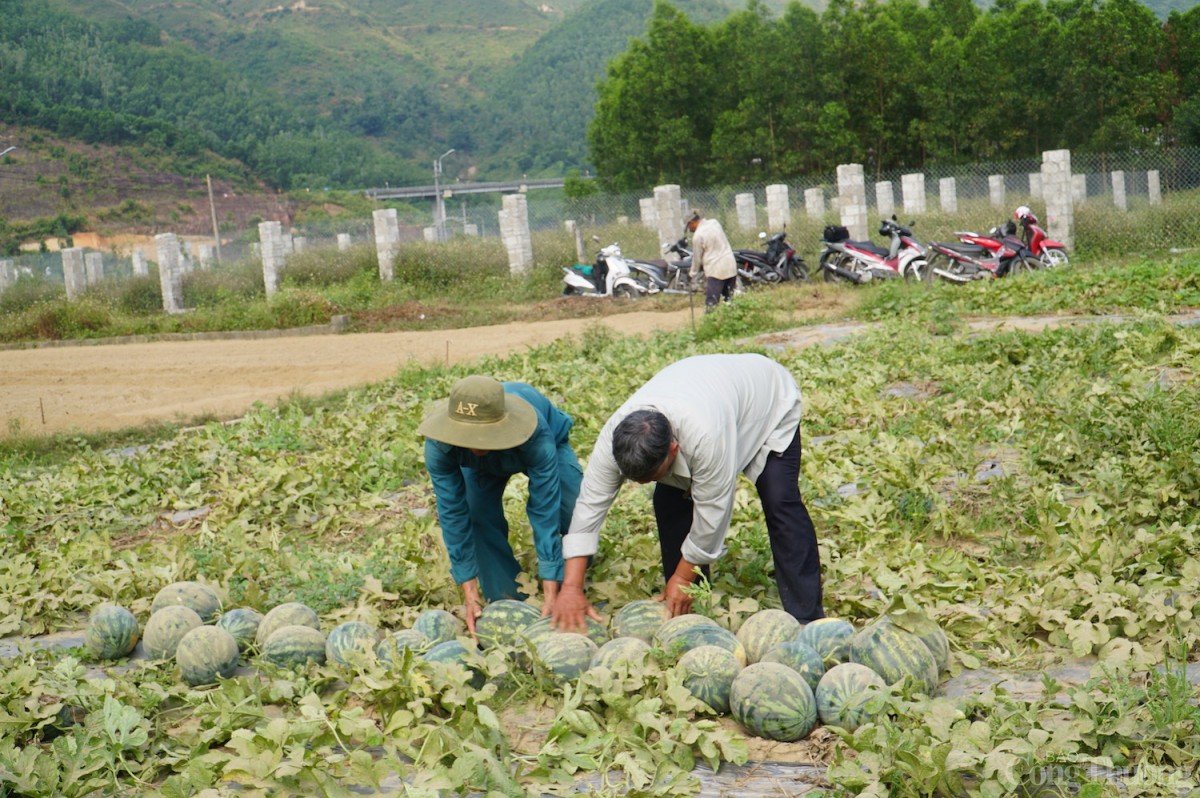 Các hộ trồng dưa tại thôn Trường Định cho biết vụ dưa năm nay có lãi