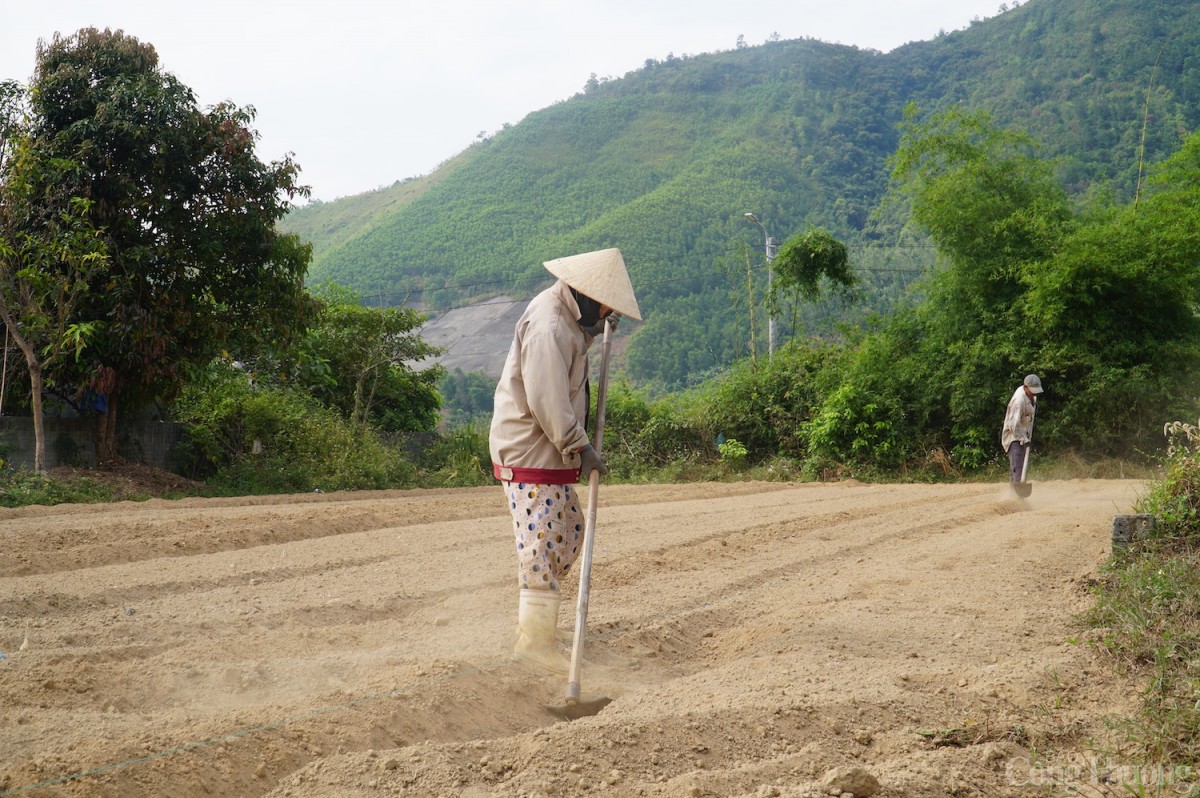 Sau khi thu hoạch các luống dưa đầu tiên, gia đình chị Tuyết lại khẩn trương làm đất để chuẩn bị cho vụ tiếp theo