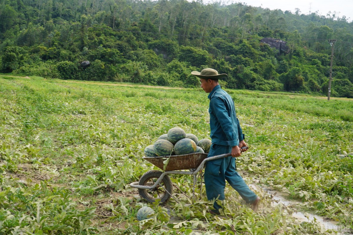 Đến thời điểm hiện tại, hộ gia đình ông Trần Quốc đã thu hoạch được khoảng 6 tấn dưa hấu trong vụ mùa dưa này