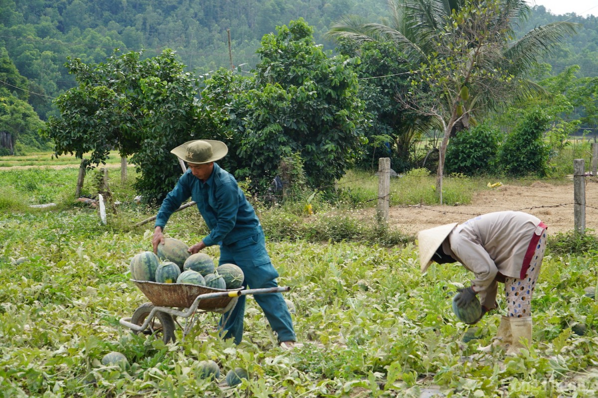 Năm nay, thương lái mua dưa với số lượng ít hơn (mỗi lần 4 - 5 tạ)