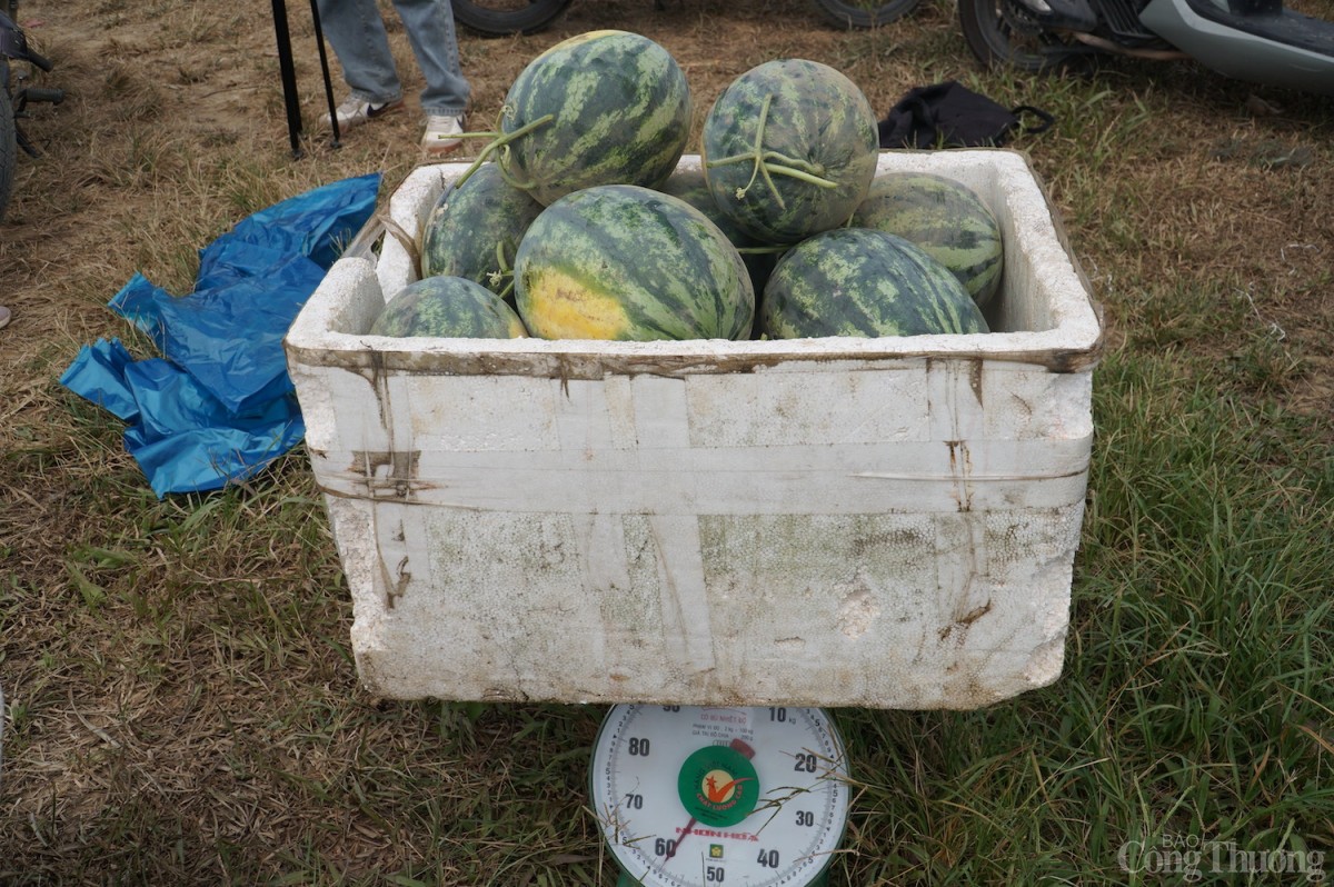 Trung bình mỗi quả dưa hấu nặng từ 3,5 - 6kg