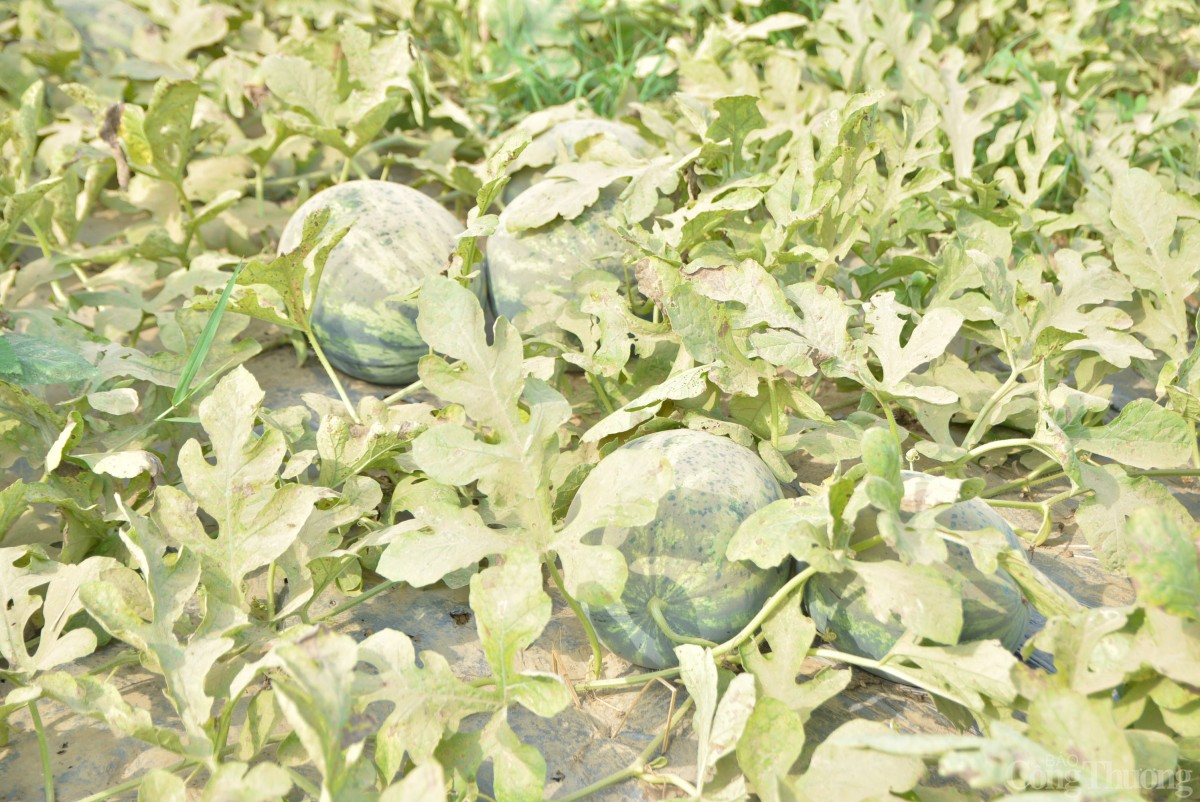 Mức giá này thấp hơn so với năm 2024 khoảng 1.500 - 2.000 đồng/kg