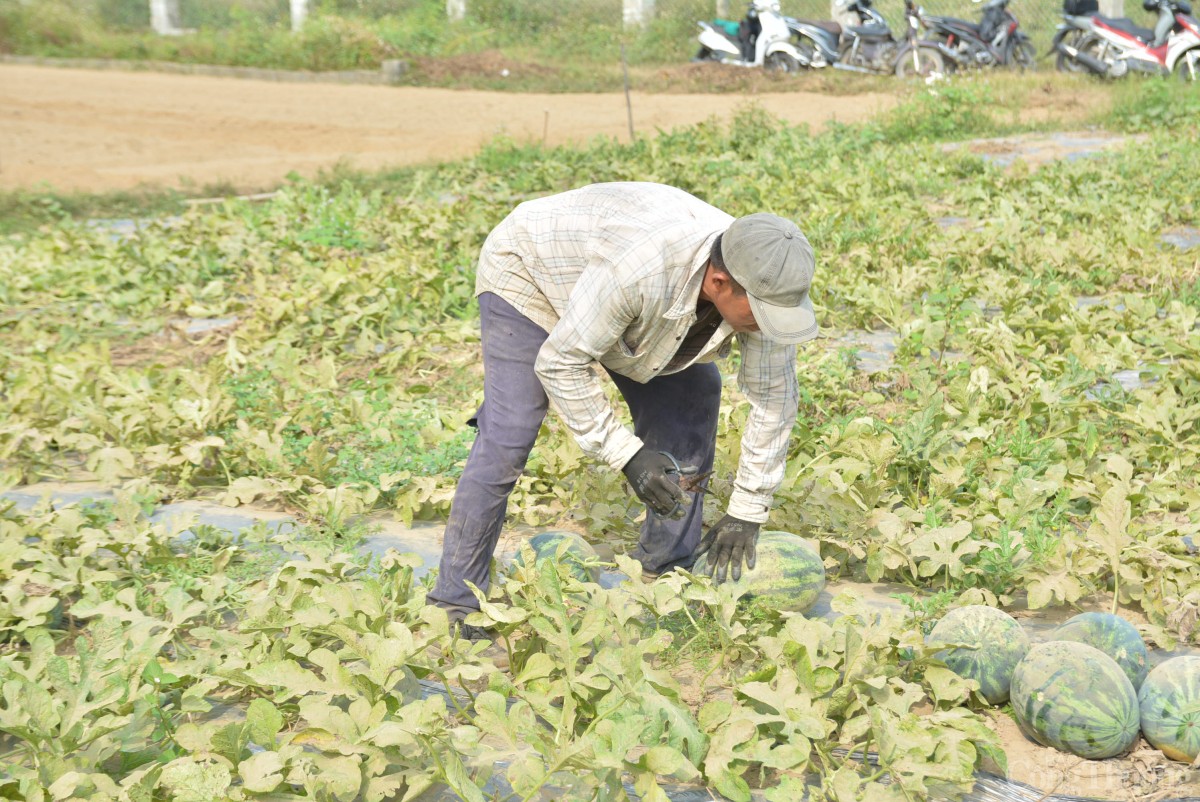 Giá thu mua dưa hấu Trường Định hiện dao động từ 6.000 - 8.000 đồng.kg