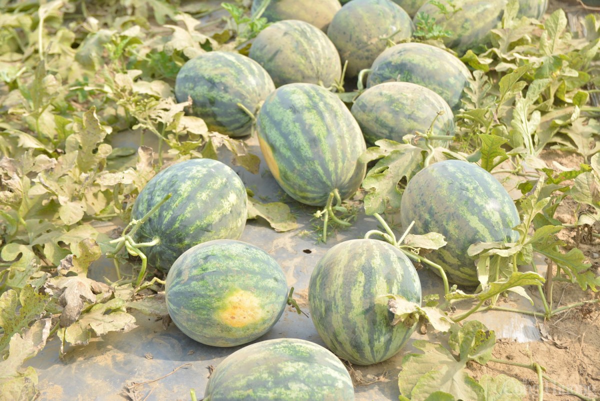 Hưa hấu Trường Định chủ yếu được tiêu thụ tại thị trường Đà Nẵng và Huế