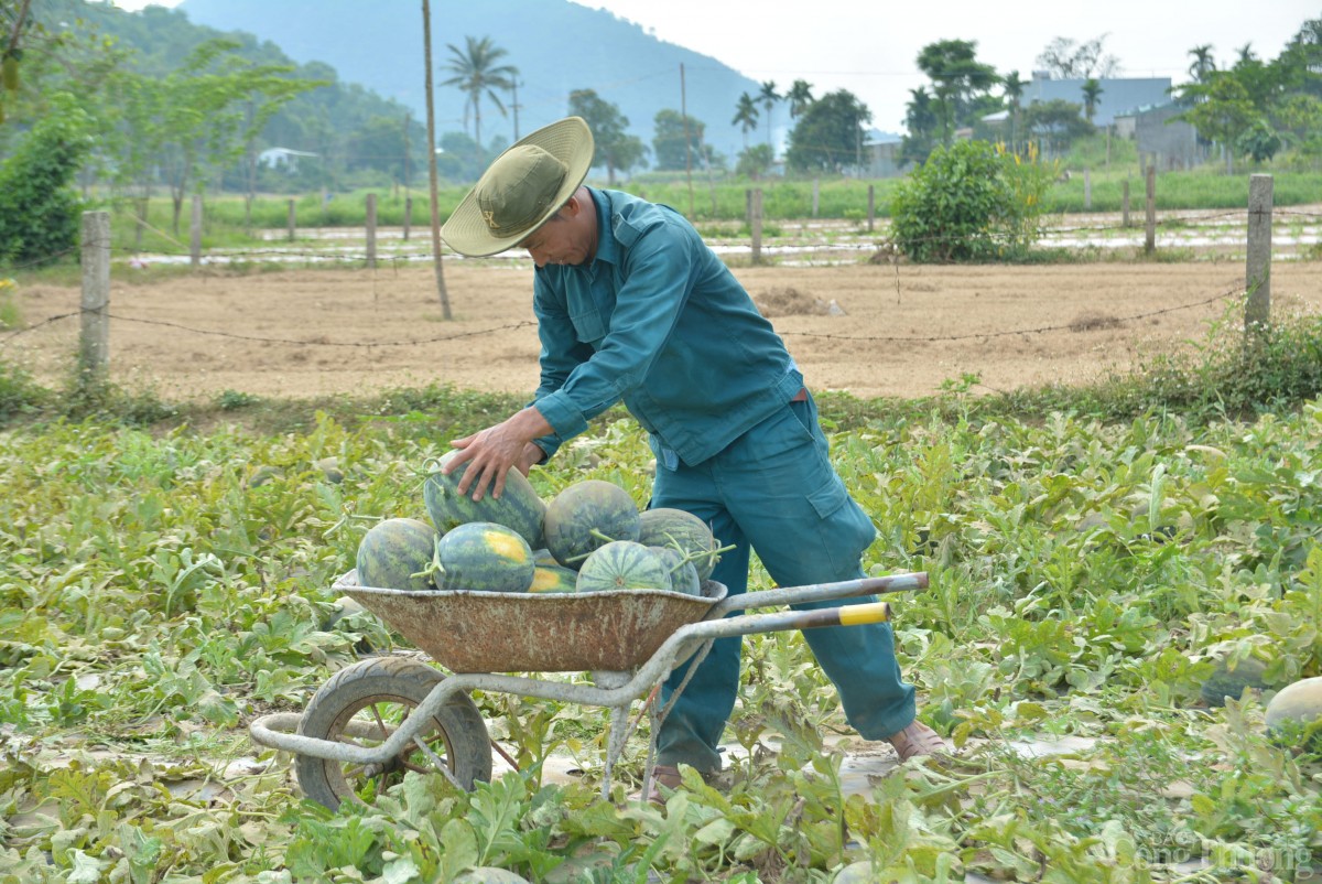 Thu hoạch dưa hấu