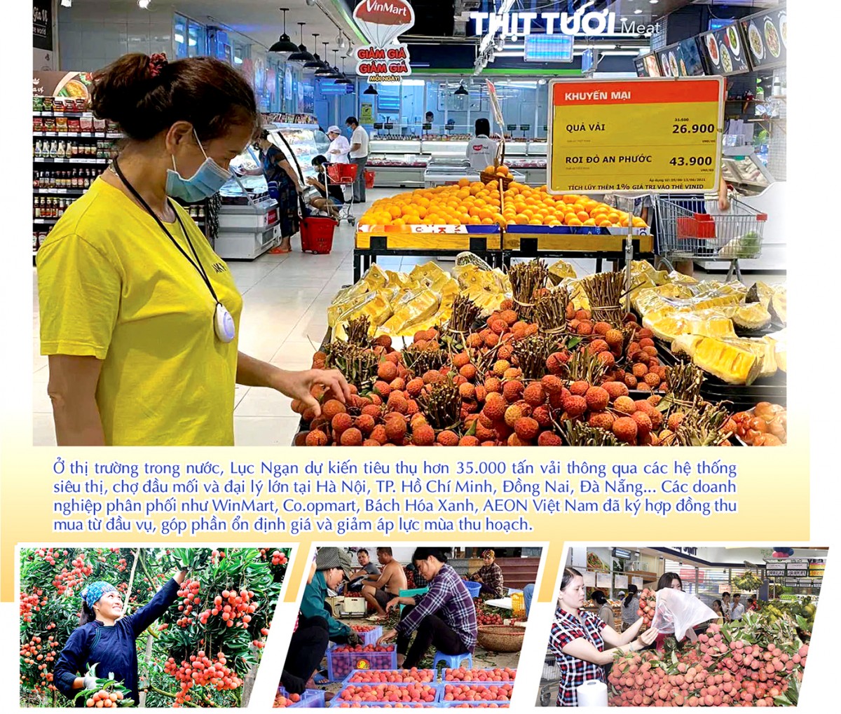 Longform | Vụ vải thiều 2025: Đặc sản miền núi bứt phá thị trường toàn cầu Longform | Vụ vải thiều 2025: Đặc sản miền núi bứt phá thị trường toàn cầu