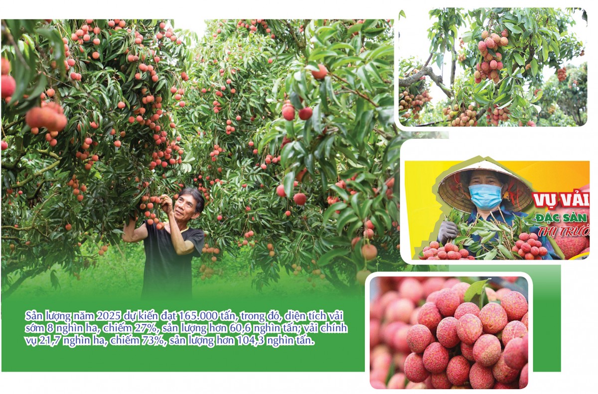 Longform | Vụ vải thiều 2025: Đặc sản miền núi bứt phá thị trường toàn cầu Longform | Vụ vải thiều 2025: Đặc sản miền núi bứt phá thị trường toàn cầu