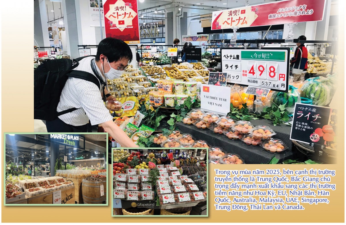 Longform | Vụ vải thiều 2025: Đặc sản miền núi bứt phá thị trường toàn cầu Longform | Vụ vải thiều 2025: Đặc sản miền núi bứt phá thị trường toàn cầu