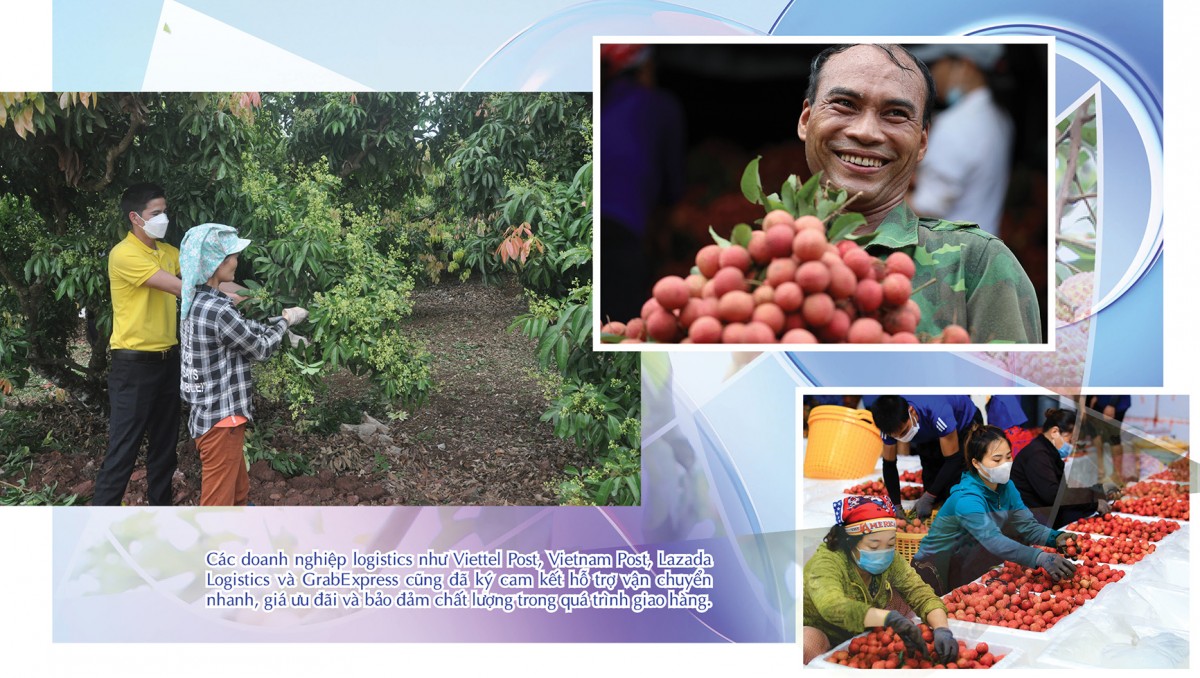 Longform | Vụ vải thiều 2025: Đặc sản miền núi bứt phá thị trường toàn cầu Longform | Vụ vải thiều 2025: Đặc sản miền núi bứt phá thị trường toàn cầu