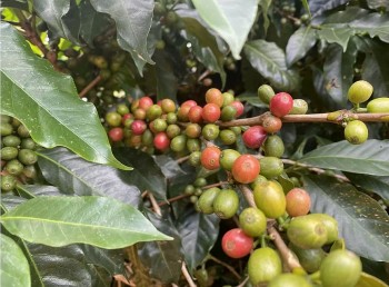 Giá cà phê Robusta giảm về dưới mốc 5.300 USD/tấn