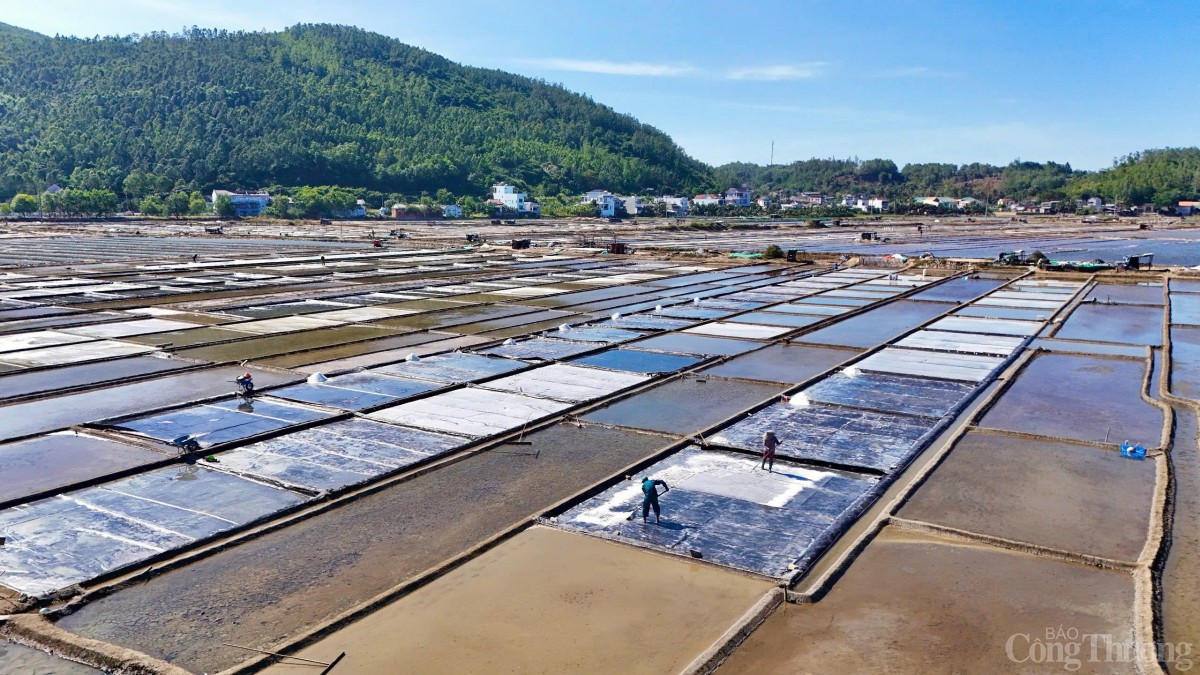 Cánh đồng muối Sa Huỳnh Cánh đồng muối Sa Huỳnh