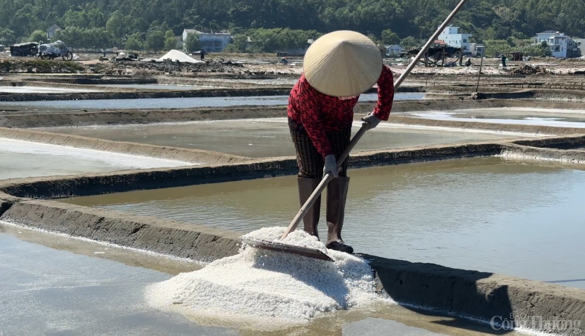 Người dân giữ nghề làm muối Sa Huỳnh không chỉ như là một kế sinh nhai mà còn là giữ nét văn hóa đậm bản sắc của địa phương đã nhiều trăm năm Người dân giữ nghề làm muối Sa Huỳnh không chỉ như là một kế sinh nhai mà còn là giữ nét văn hóa đậm bản sắc của địa phương đã nhiều trăm năm