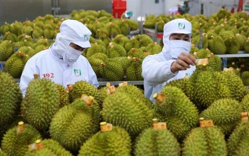 Tin Công Thương 8/5: Chuẩn hóa chất lượng để giữ đà tăng trưởng xuất khẩu rau quả