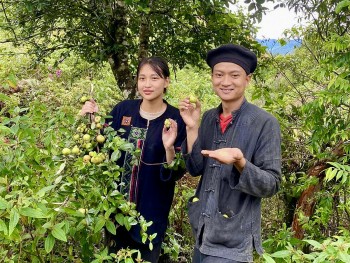 Tỉnh Yên Bái đưa đặc sản thành cây chủ lực giảm nghèo