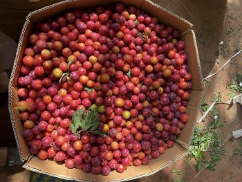 Mận cherry Sơn La đổ bộ Hà Nội, giá siêu rẻ