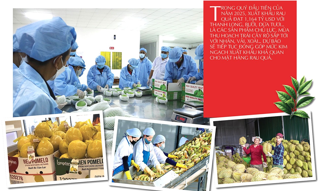 Longform | Giỏ trái cây triệu USD: Giấc mơ từ núi đồi đến bàn ăn thế giới Longform | Giỏ trái cây triệu USD: Giấc mơ từ núi đồi đến bàn ăn thế giới