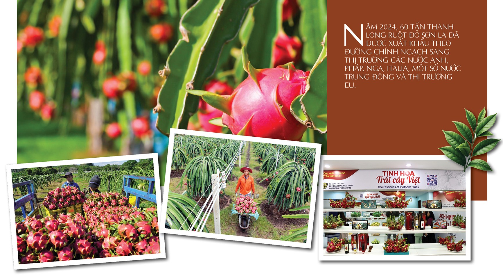 Longform | Giỏ trái cây triệu USD: Giấc mơ từ núi đồi đến bàn ăn thế giới Longform | Giỏ trái cây triệu USD: Giấc mơ từ núi đồi đến bàn ăn thế giới