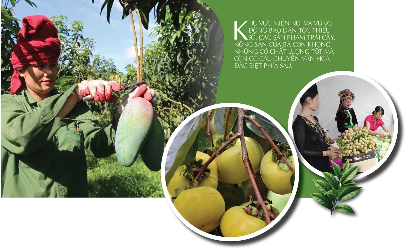 Longform | Giỏ trái cây triệu USD: Giấc mơ từ núi đồi đến bàn ăn thế giới Longform | Giỏ trái cây triệu USD: Giấc mơ từ núi đồi đến bàn ăn thế giới