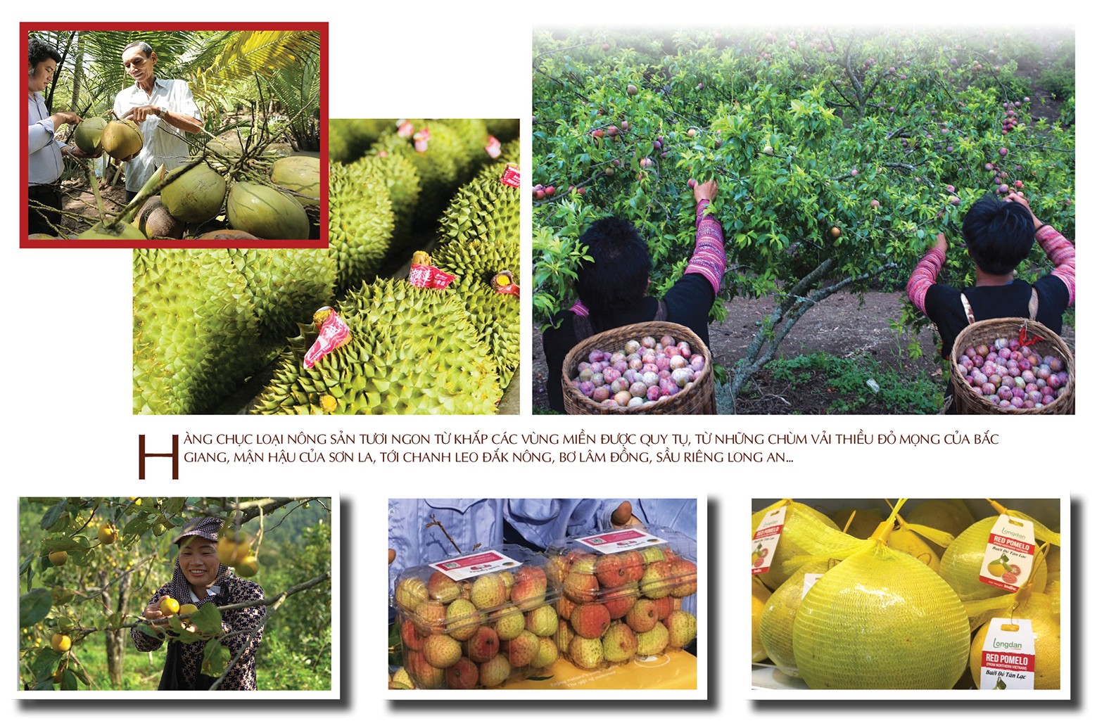Longform | Giỏ trái cây triệu USD: Giấc mơ từ núi đồi đến bàn ăn thế giới Longform | Giỏ trái cây triệu USD: Giấc mơ từ núi đồi đến bàn ăn thế giới