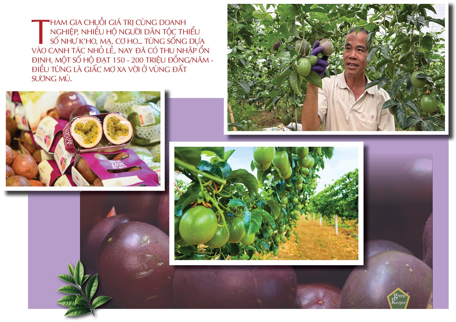 Longform | Giỏ trái cây triệu USD: Giấc mơ từ núi đồi đến bàn ăn thế giới Longform | Giỏ trái cây triệu USD: Giấc mơ từ núi đồi đến bàn ăn thế giới