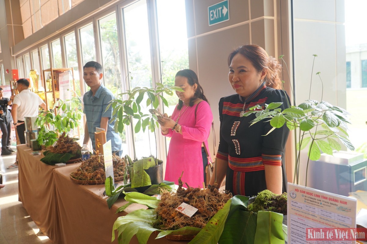 Sâm Ngọc Linh và dược liệu Việt Nam nói chung chủ yếu mới dừng ở chế biến thô