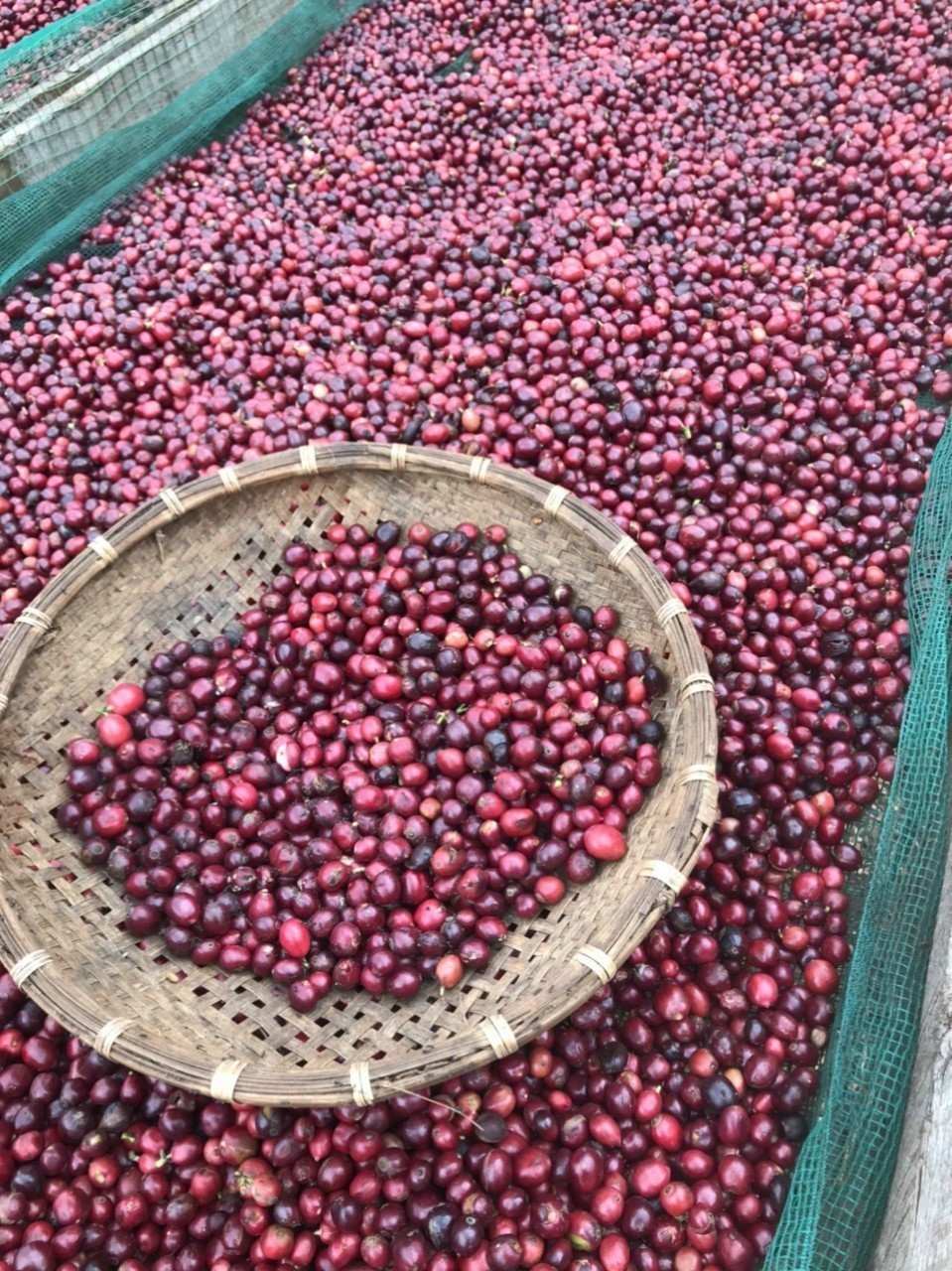 Cà phê Bù Đốp và câu chuyện thương hiệu