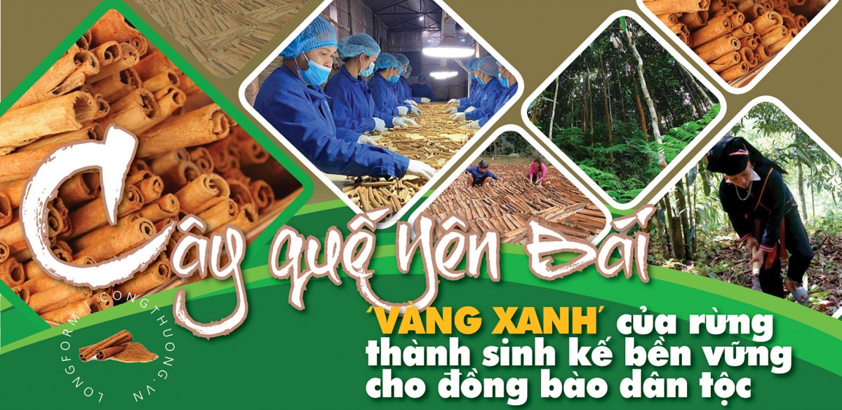 Longform | ‘Vàng xanh’ của rừng thành sinh kế bền vững cho đồng bào dân tộc Longform | ‘Vàng xanh’ của rừng thành sinh kế bền vững cho đồng bào dân tộc