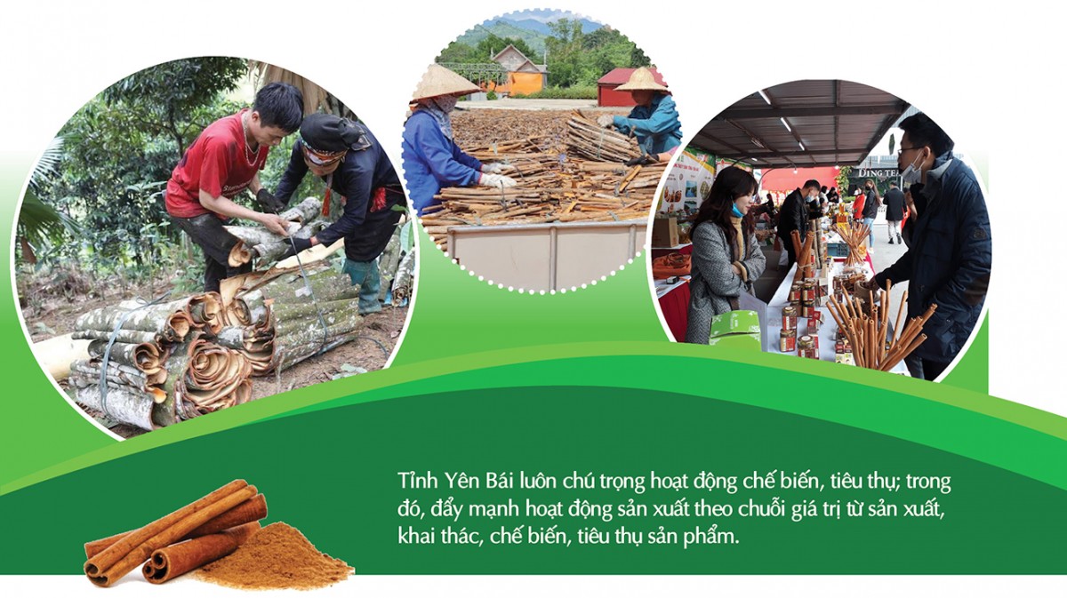 Longform | ‘Vàng xanh’ của rừng thành sinh kế bền vững cho đồng bào dân tộc Longform | ‘Vàng xanh’ của rừng thành sinh kế bền vững cho đồng bào dân tộc