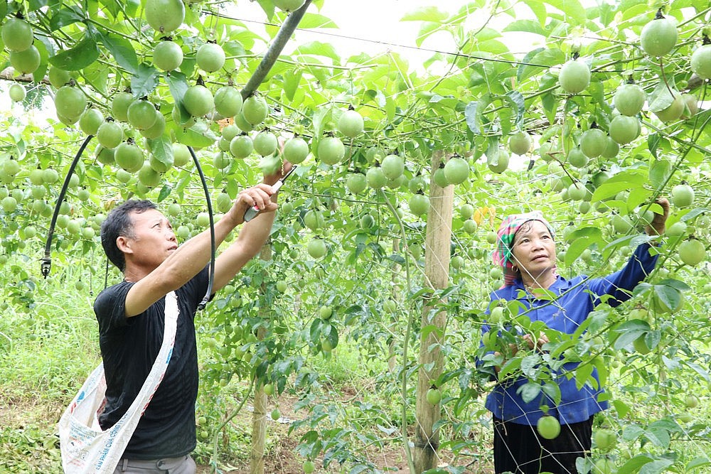 Lai Châu tìm đầu ra bền vững cho sản phẩm vùng cao Lai Châu tìm đầu ra bền vững cho sản phẩm vùng cao