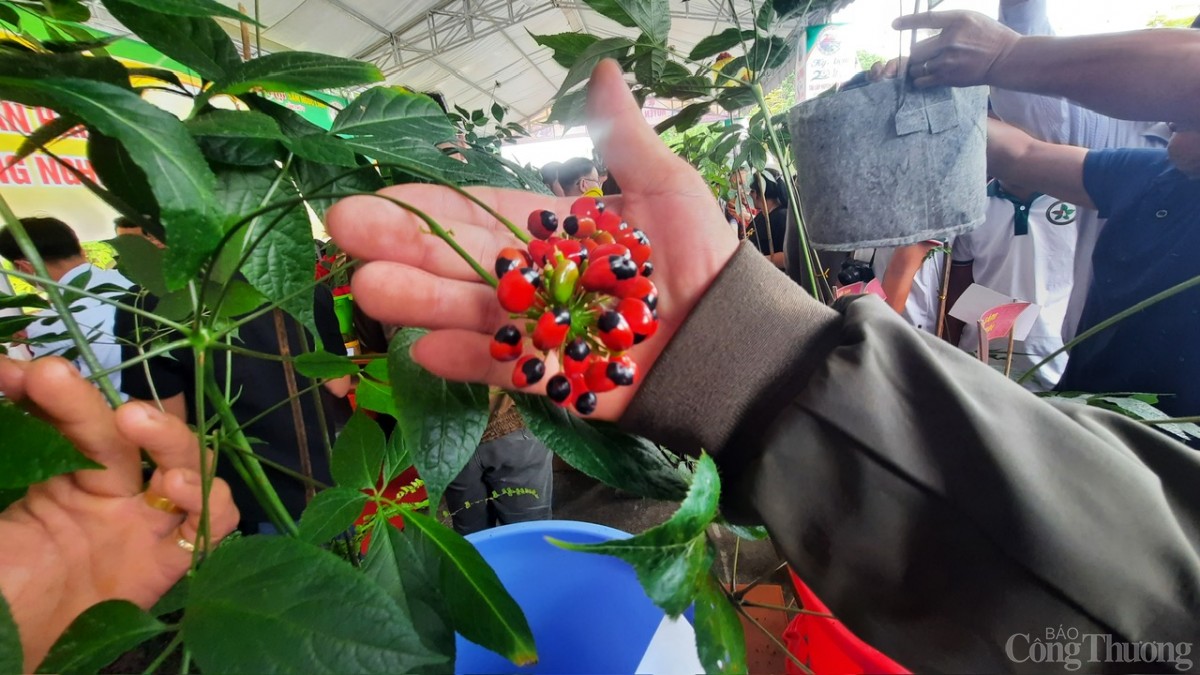 Sâm Ngọc Linh Sâm Ngọc Linh