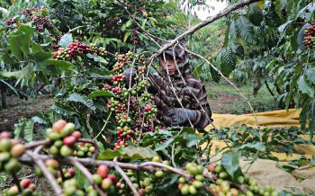 Xây dựng chợ, kết nối cung cầu: Lâm Đồng tạo đầu ra cho sản phẩm vùng cao