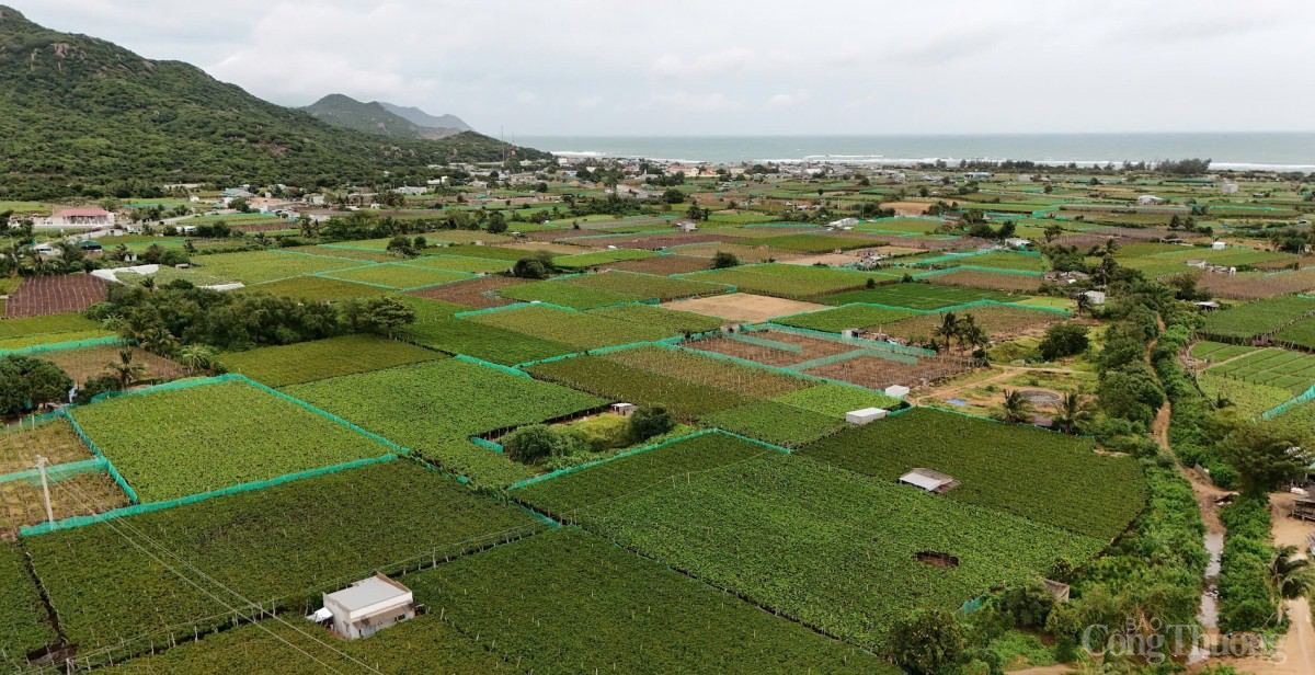 Sáp nhập Khánh Hòa, Ninh Thuận: Cơ hội bứt phá kinh tế