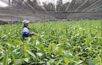 Cây dược liệu ‘chữa nghèo’ cho bà con dân tộc thiểu số