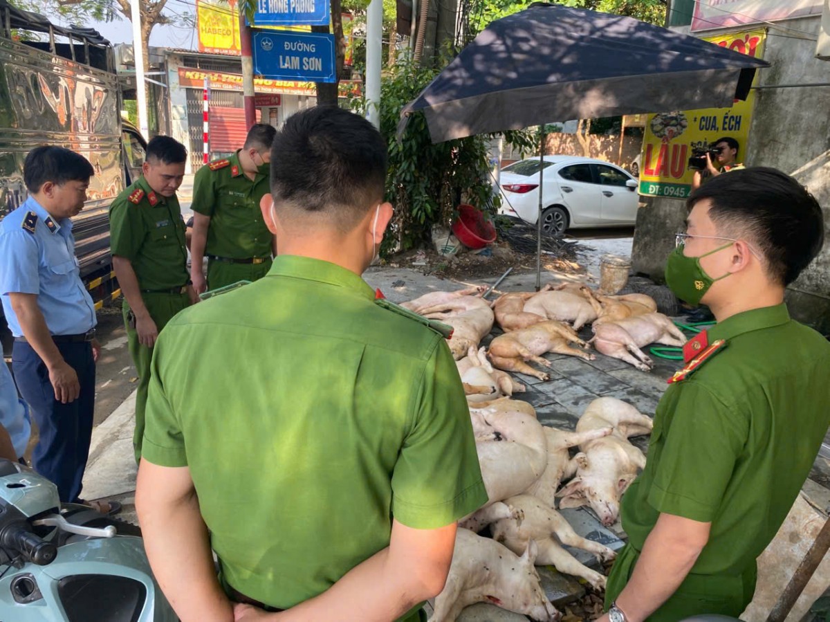 Quản lý thị trường Vĩnh Phúc tiêu hủy 800kg thịt lợn bẩn