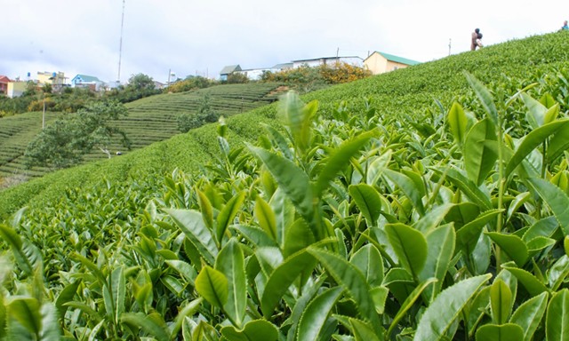 Chè Việt Nam dẫn đầu thị phần tại Đài Loan (Trung Quốc)