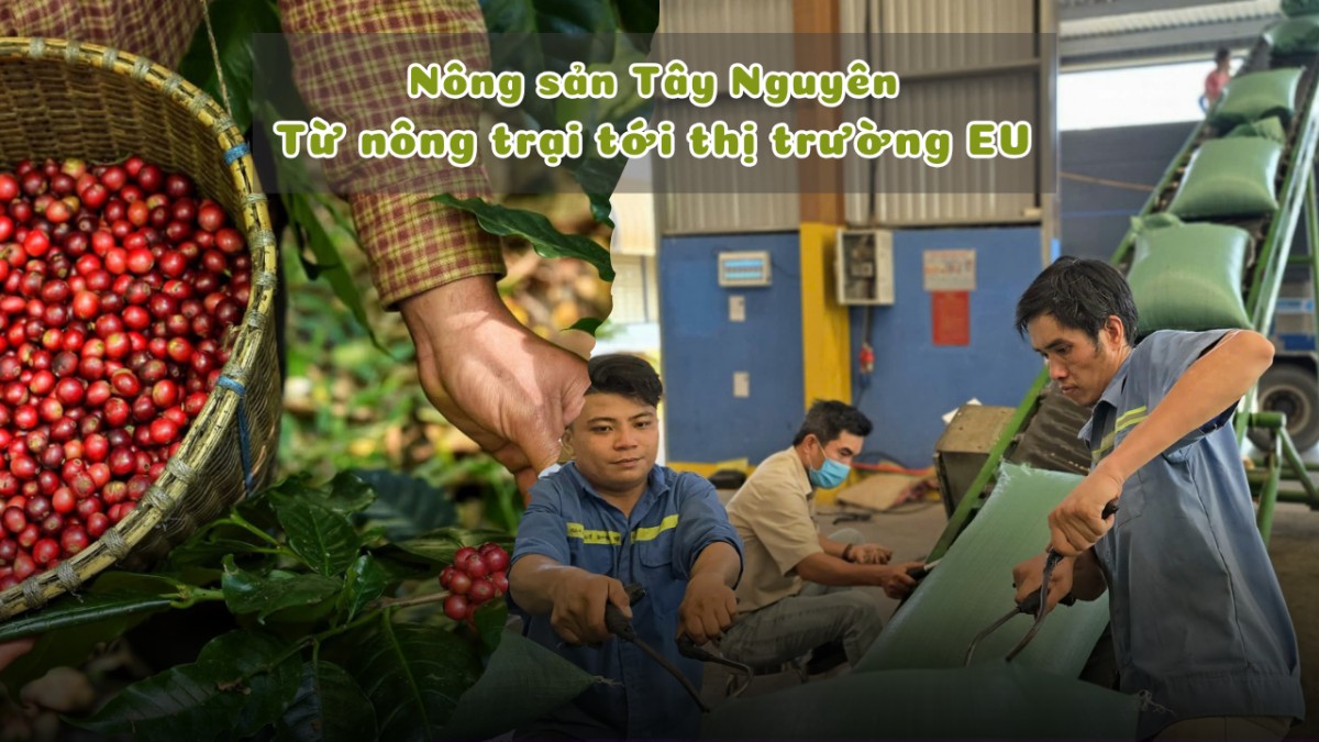 Nông sản Tây Nguyên trước thách thức của quy định EUDR